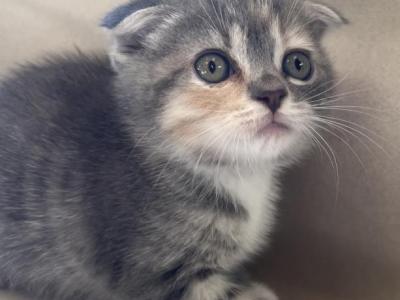 Lily - Scottish Fold - Gallery Photo #1