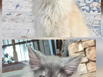 Litter T - Maine Coon - Gallery Photo #1