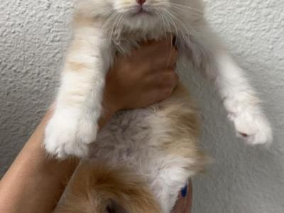 Toothless - Maine Coon - Gallery Photo #1