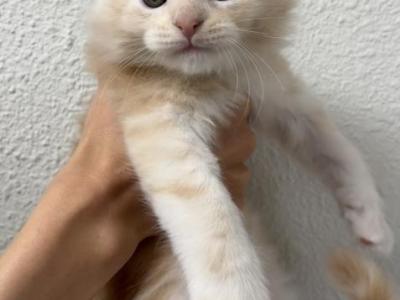 Hiccup - Maine Coon - Gallery Photo #1