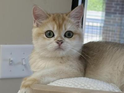 Ostin - British Shorthair - Gallery Photo #1