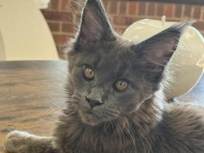Olivia - Maine Coon - Gallery Photo #1