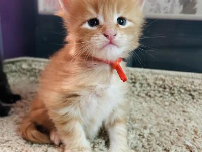 Euro Maine Coon Kittens - Maine Coon - Gallery Photo #1