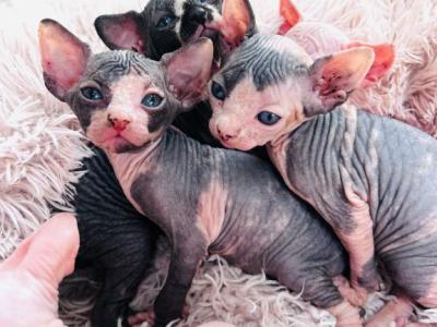 Maleficent - Sphynx - Gallery Photo #1