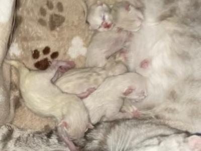 Kias Snows - Bengal - Gallery Photo #1