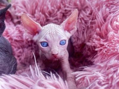 Jasper - Sphynx - Gallery Photo #1