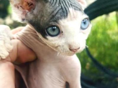 Emma - Sphynx - Gallery Photo #1