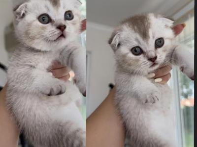 Scottish Fold - Scottish Fold - Gallery Photo #1