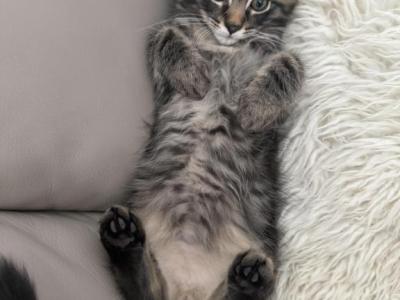 Friendly Kitten - American Longhair - Gallery Photo #1