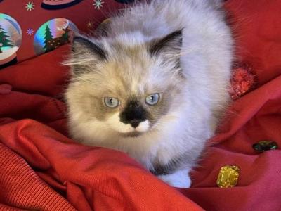 Ragamuffin - Ragamuffin - Gallery Photo #1