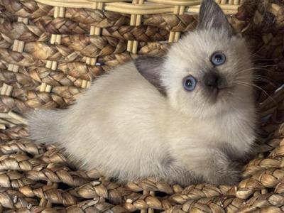 Munchkin - Munchkin - Gallery Photo #1