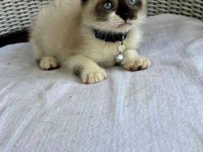 Snowshoe Siamese Kittens - Siamese - Gallery Photo #1