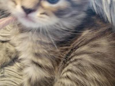 Smokey Girl  Two 26 Toes - Maine Coon - Gallery Photo #1