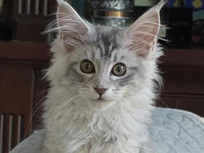 Litter U - Maine Coon - Gallery Photo #1