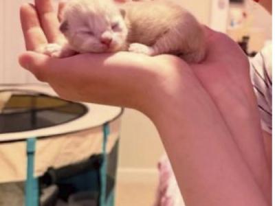 Bellas New Litter - Ragdoll - Gallery Photo #1