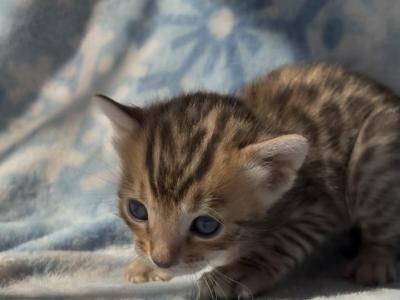 Zenith - Bengal - Gallery Photo #1