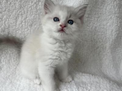 RESERVED Brunson's Princess - Ragdoll - Gallery Photo #1