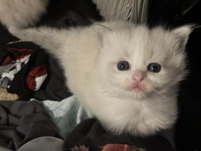 Female Ragdoll Kitten - Ragdoll - Gallery Photo #1