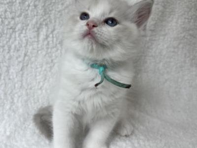 RESERVED Park Prince 5 - Ragdoll - Gallery Photo #1