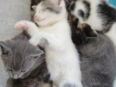 Frankie - Siberian - Gallery Photo #1