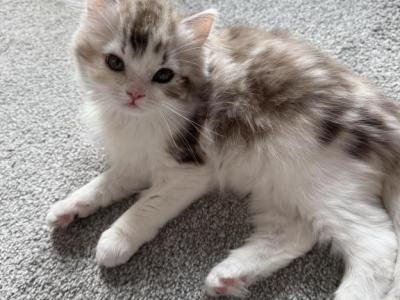 Ragdoll Mix Calico - Ragamuffin - Gallery Photo #1