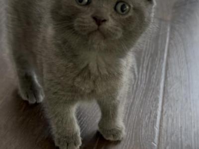Scottish Fold Blue Male - Scottish Fold - Gallery Photo #1