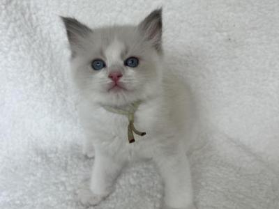 Available Bicolor Prince 2 - Ragdoll - Gallery Photo #1
