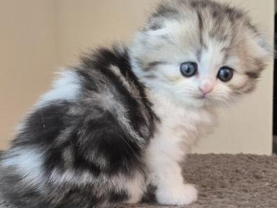 Barbara's New Litter - Scottish Fold - Gallery Photo #1