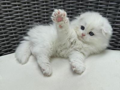 Extra Fluffy Elsa - Scottish Fold - Gallery Photo #1