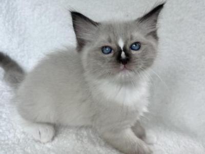 Available Seal Point Prince 1 - Ragdoll - Gallery Photo #1