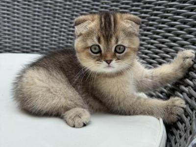 Atlas - Scottish Fold - Gallery Photo #1
