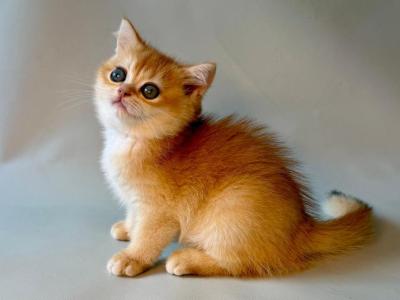 Zazu  British Shorthair Black Golden Male - British Shorthair - Gallery Photo #1