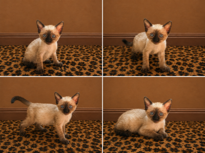 Blondies Litter - Siamese - Gallery Photo #1