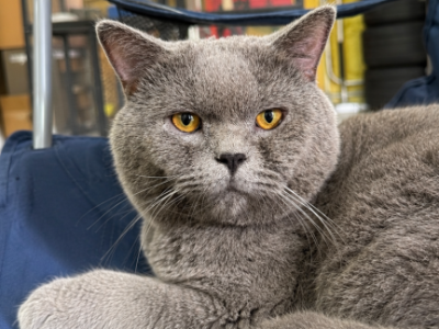 Simone - British Shorthair - Gallery Photo #1