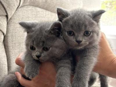 British Shorthair Kittens - British Shorthair - Gallery Photo #1
