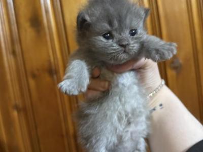 Blue Female White Patch Persian - Persian - Gallery Photo #1