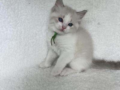 Available Lynx Bicolor Prince 3 - Ragdoll - Gallery Photo #1