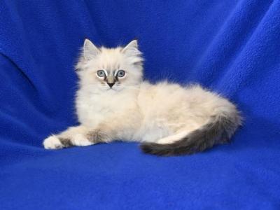 Jolynes Litter - Ragdoll - Gallery Photo #1