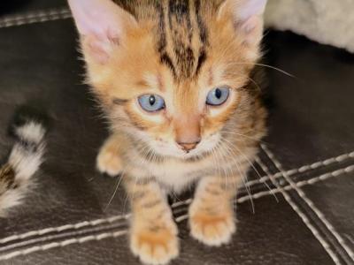 TIRAMISU - Bengal - Gallery Photo #1