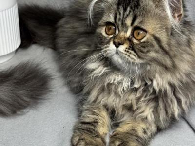 CFA FR07 Luna Blue Silver Smoke Tabby Cream Female - Persian - Gallery Photo #1