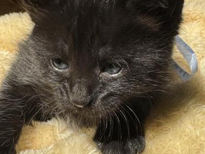 MISTY - Nebelung - Gallery Photo #1