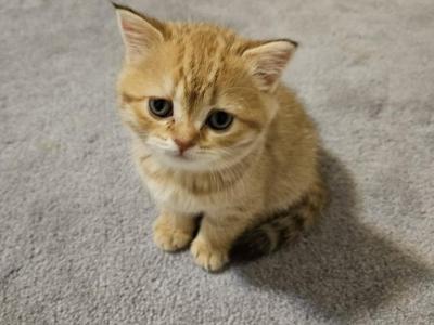 Ginger - British Shorthair - Gallery Photo #1