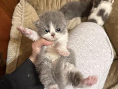 Blue White Bicolor Stripe Persian Kitten - Persian - Gallery Photo #1