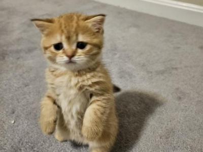 Sunny - British Shorthair - Gallery Photo #1