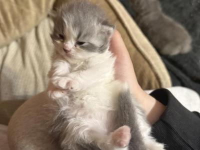 Blue White Bicolor White Tail Tip - Persian - Gallery Photo #1