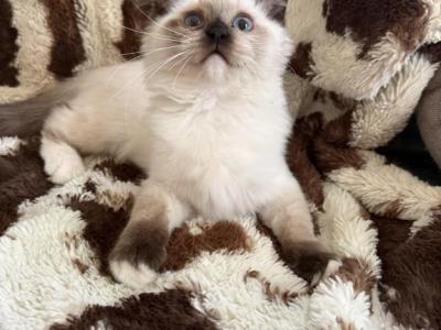 Tica Seal Mitted Male - Ragdoll - Gallery Photo #1