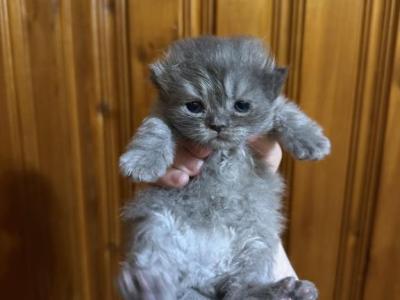 Blue Tabby Male Persian - Persian - Gallery Photo #1
