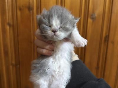 Blue White Bicolor Spots - Persian - Gallery Photo #1