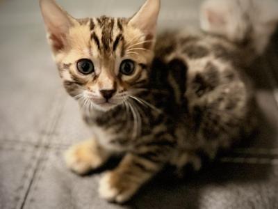 TRUFFLES - Bengal - Gallery Photo #1