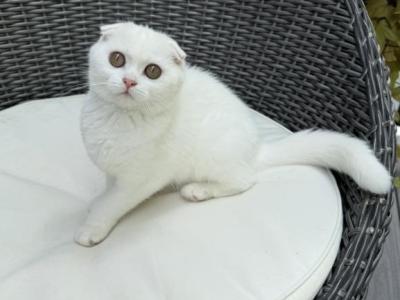 Pearl - Scottish Fold - Gallery Photo #1